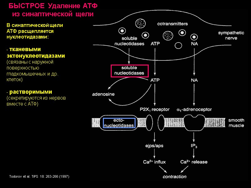 Todorov et al. TiPS 18: 263-266 (1997) В синаптической щели АТФ расщепляется нуклеотидазами: Todorov et al. TiPS 18: 263-266 (1997) В синаптической щели АТФ расщепляется нуклеотидазами: